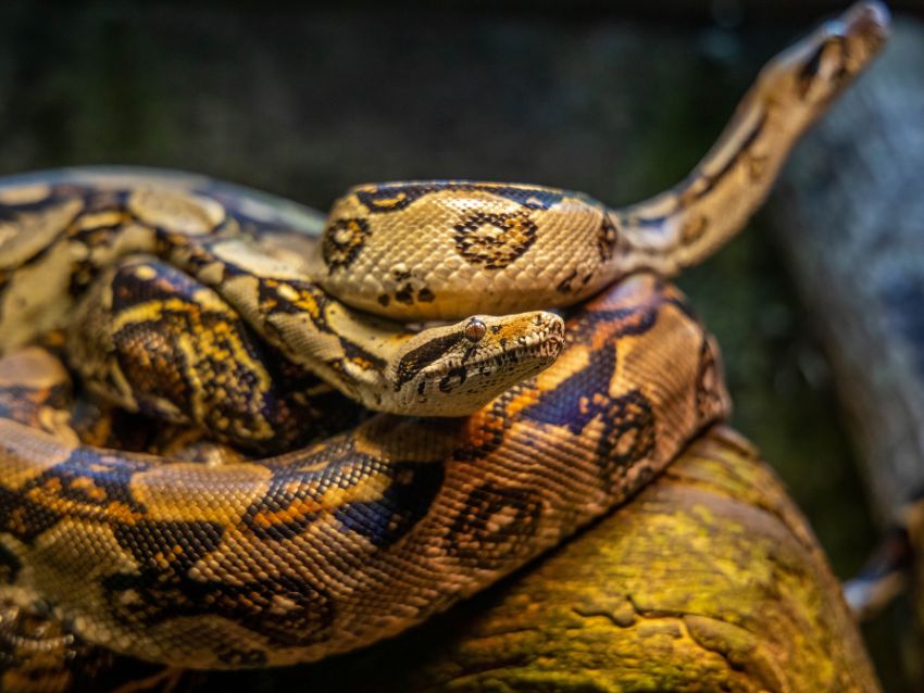 King Cobra Mating