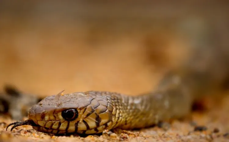 King Cobra Hissing