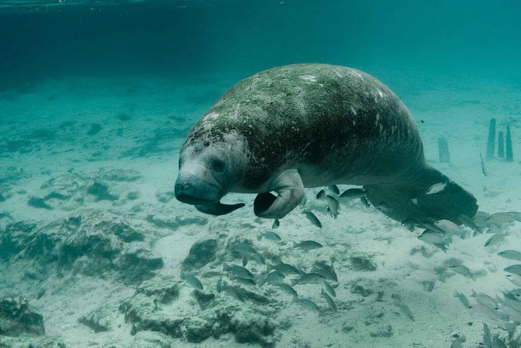 Manatee Swimming Underwater