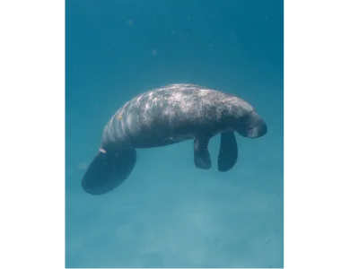 Save the Manatee Club 2 manatees swimming