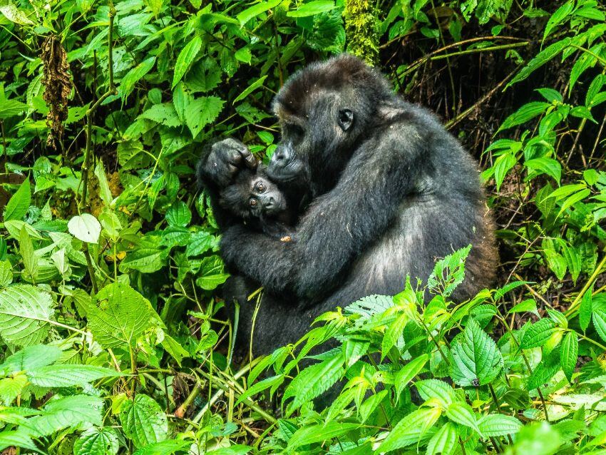 Mother gorilla and baby gorilla in the wild