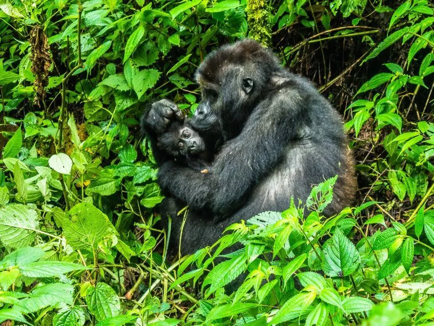 The Gorilla Organization 5 Mother Gorilla and Baby Gorilla