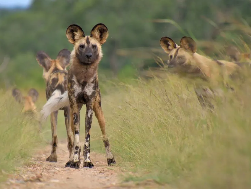 multiple african wild dog walking in savannah landscape