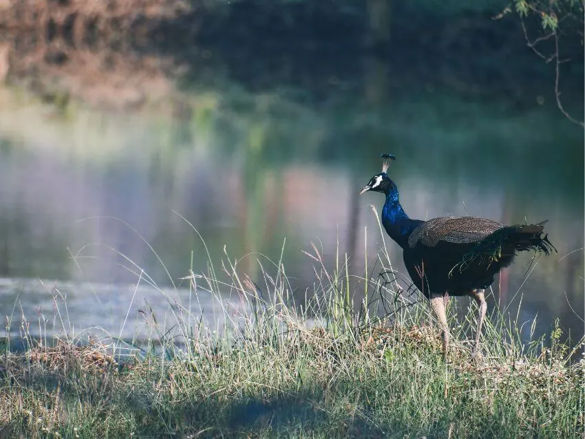 Congo Peafowl beside the river