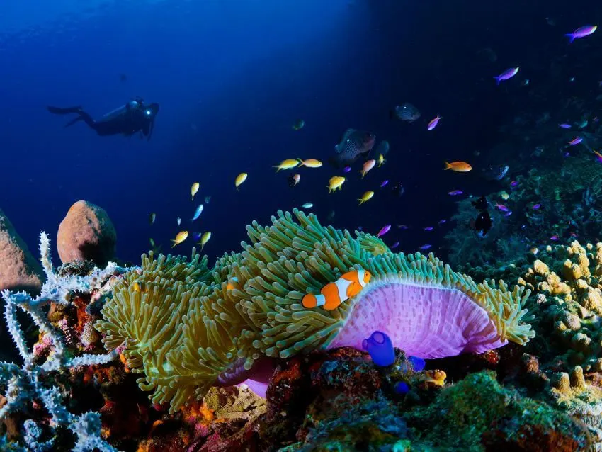 Person Swimming Under the Sea