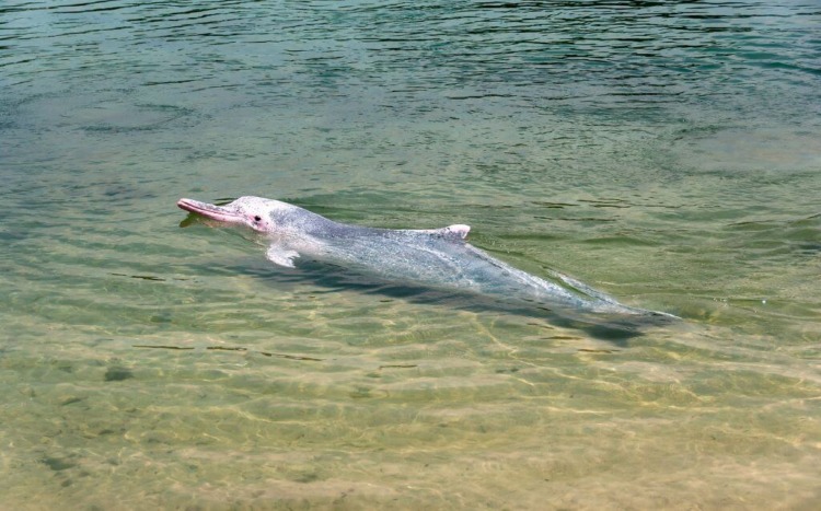 Baby dolphin wading in the waters