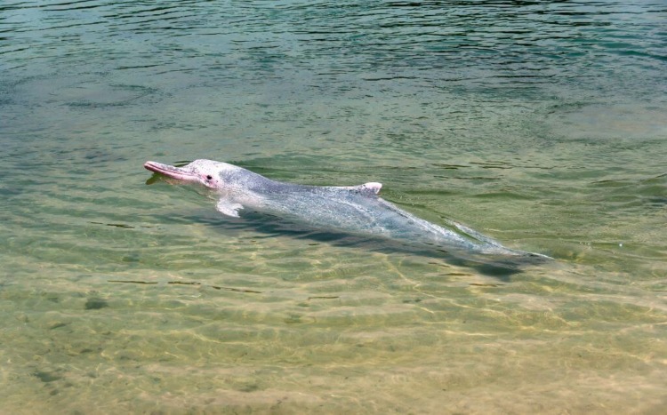 Pink River Dolphin