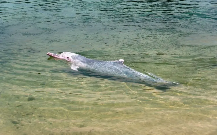 South Asian River Dolphin: Is It Endangered? 1 Pink River Dolphin