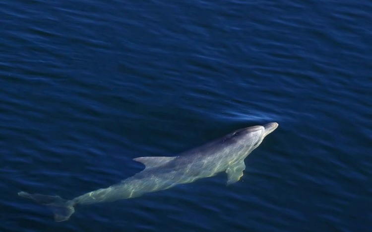 River Dolphin