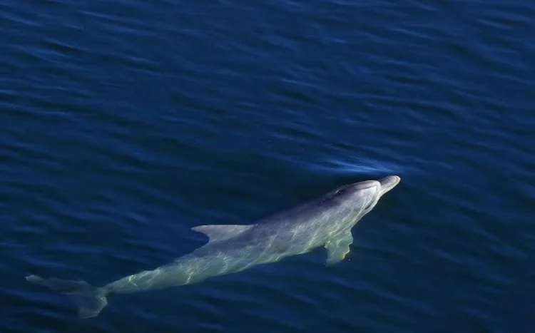 South Asian River Dolphin: Is It Endangered? 2 River Dolphin