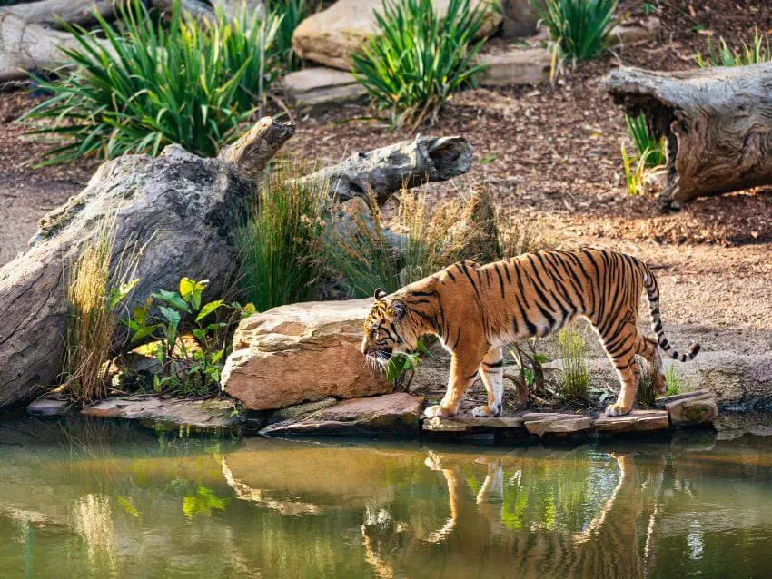 Sumatran Tiger walking beside the Lake