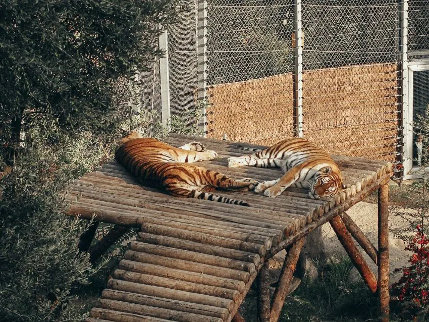 Sumatran Tigers sleeping