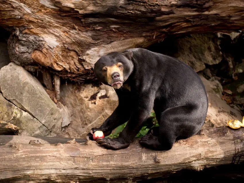 Sun Bear Habitat