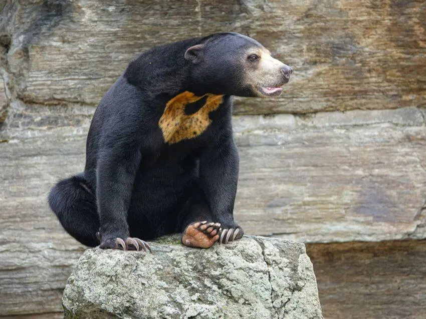 Sun Bear: Why Is It Endangered? 4 Sun Bear sitting on the rock