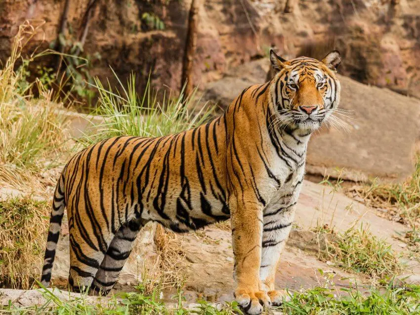 Tiger standing in their habitat