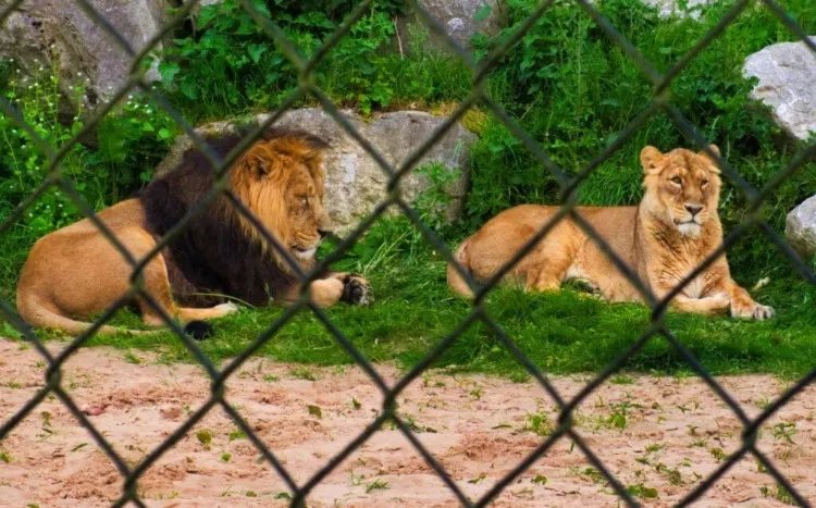 Two Asian Lion Sittin in Cage