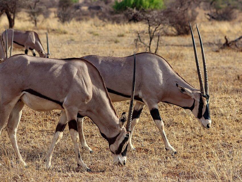 Two Beisa Oryx Eating