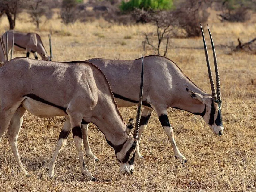 Two Beisa Oryx Eating in the Wild