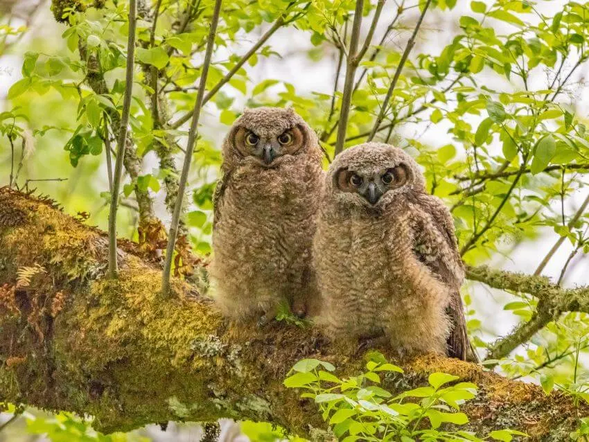 Two Forest Owlets sitting in the tree