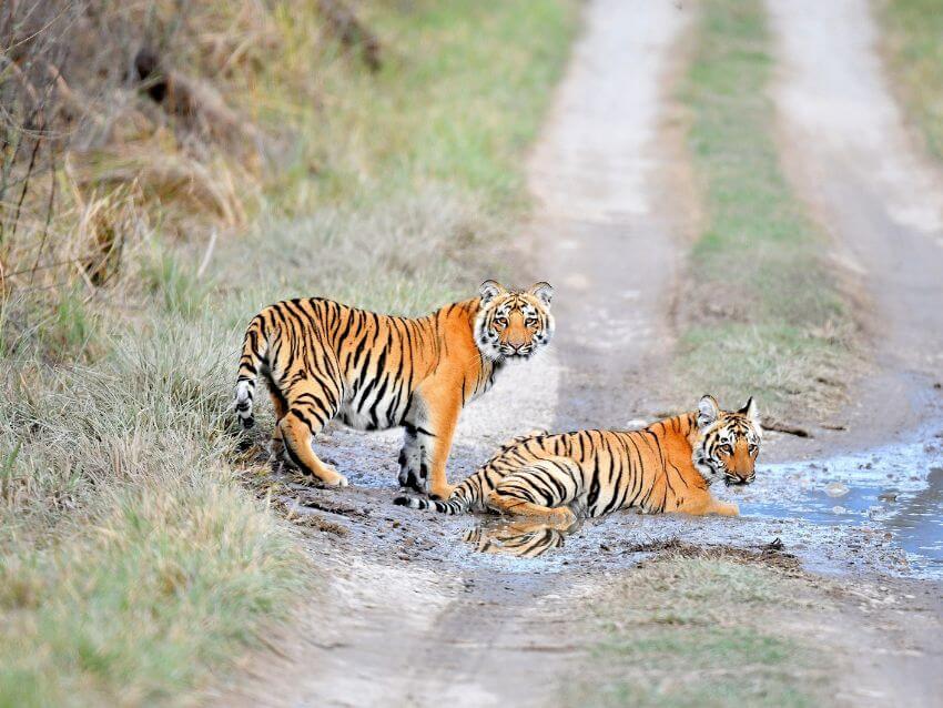 Two Sumatran Tigers Sitting