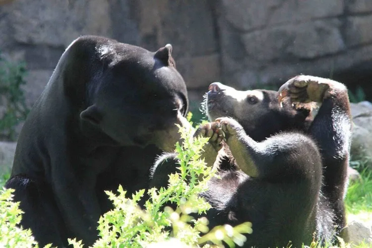 Two Sun Bears Mating