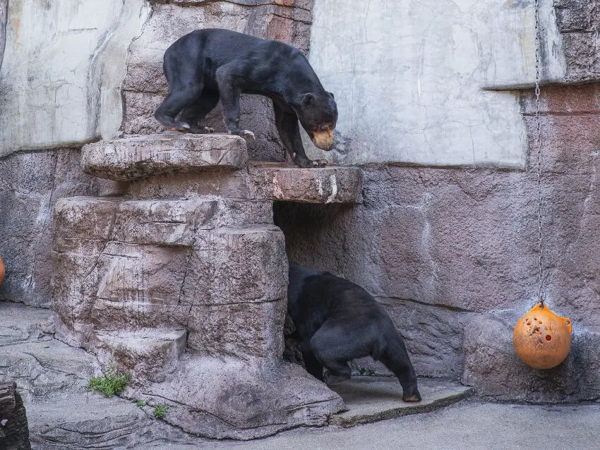 Two Sun Bears playing behind the rock