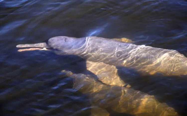 Two River Dolphin swimminng