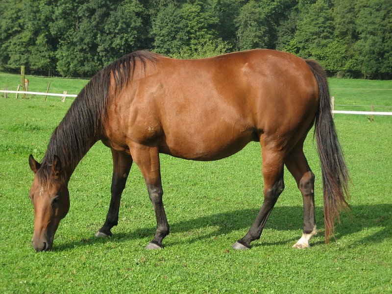 Male American Quarter Horse