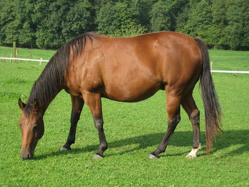 16 Fastest Animals in the World 16 Male American Quarter Horse