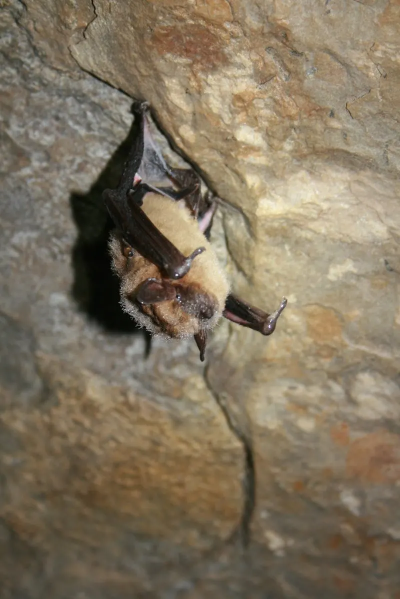 Big Brown Bat in a Cave