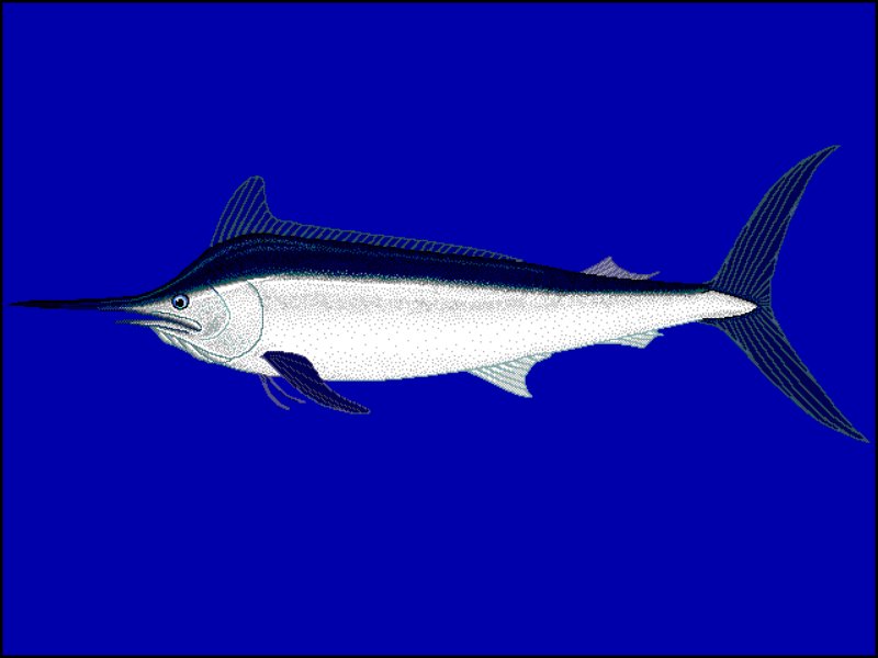 Black Marlin Illustration