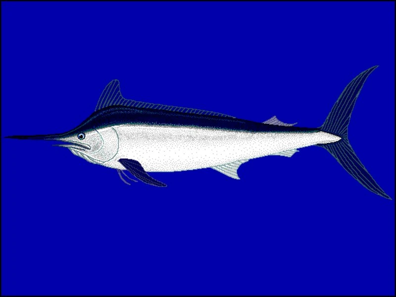 16 Fastest Animals in the World 11 Black Marlin Illustration