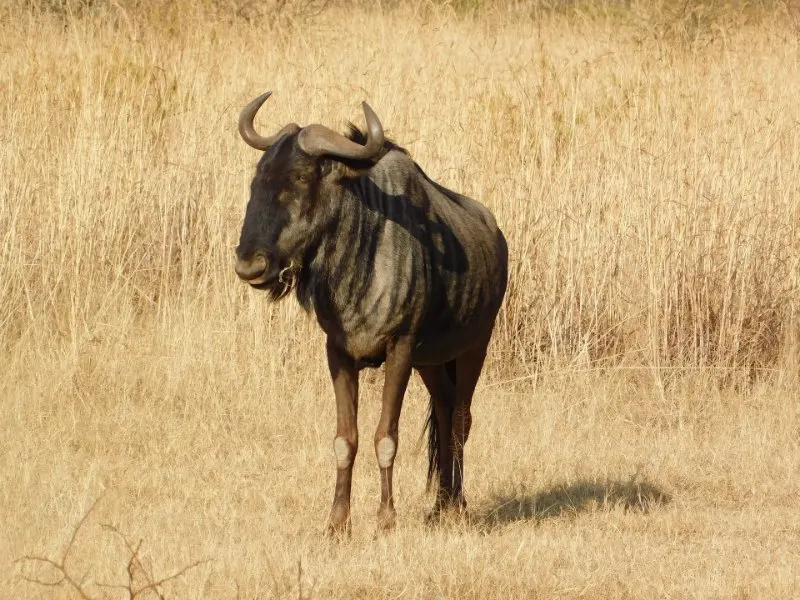 16 Fastest Animals in the World 8 Blue Wildebeest in the Wild