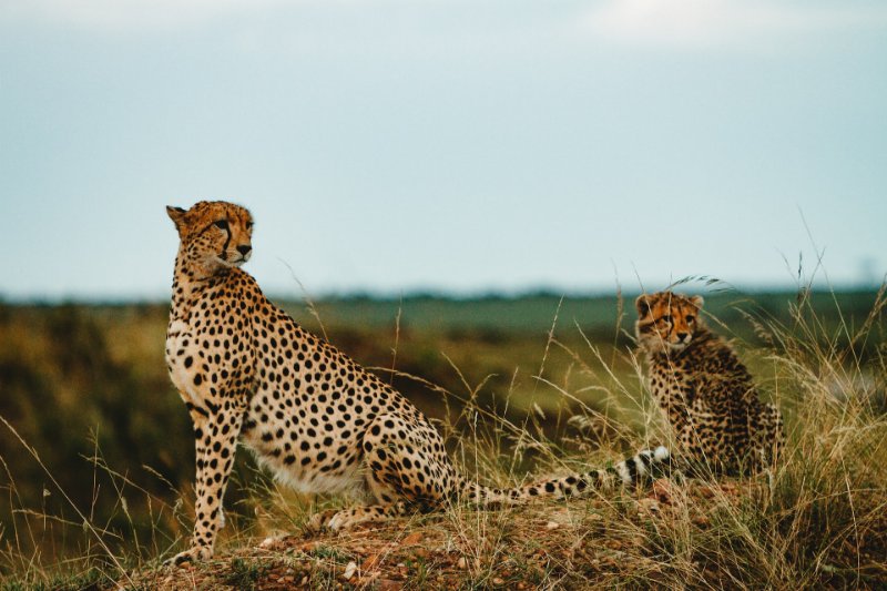 Cheetah with a Cheetah Cub