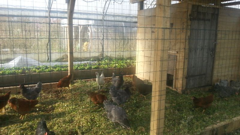 Chickens in a greenhouse
