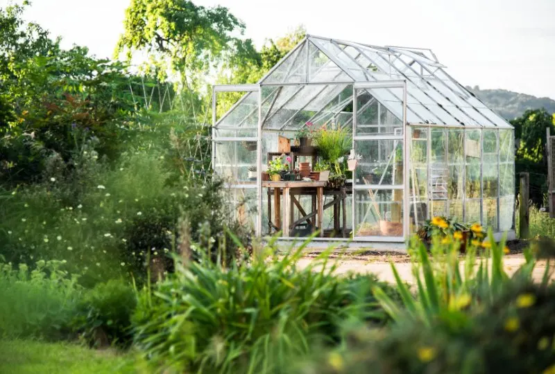 Are Greenhouses Bad for the Environment? 8 Pots, plants placed on the desk at greenhouse for planting