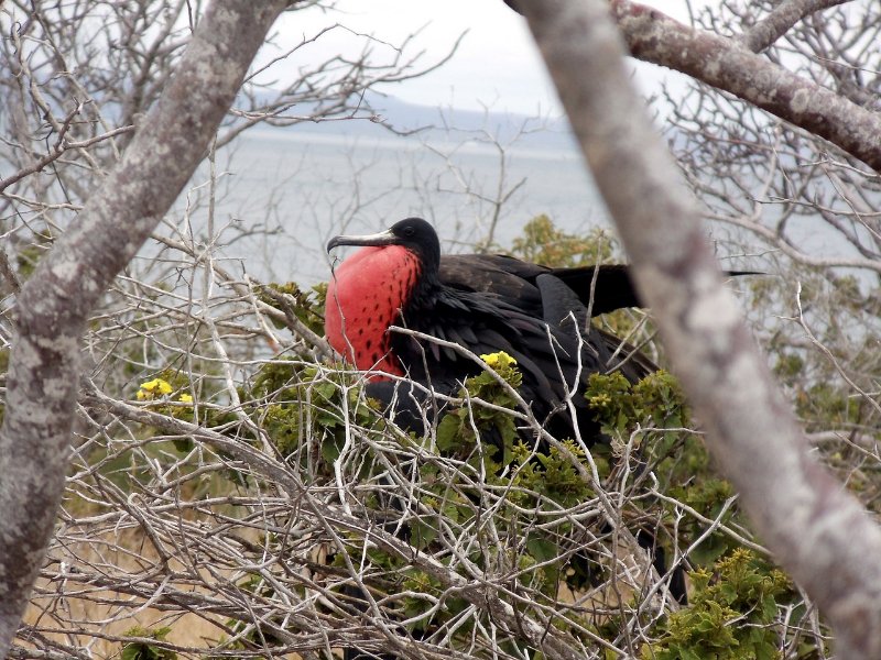 Frigate Bird on its Nest