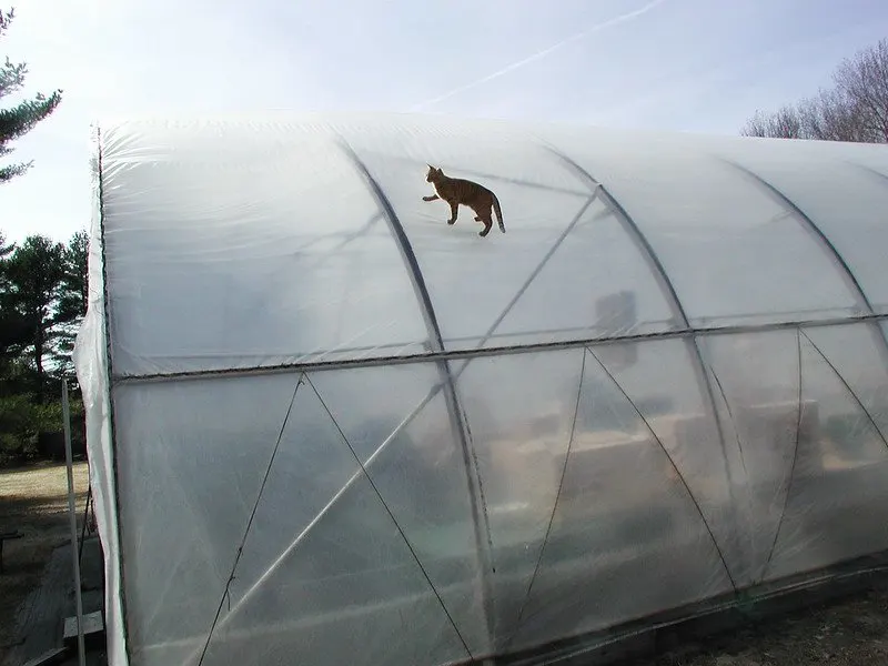 Greenhouse with a plastic covering and a cat at the top