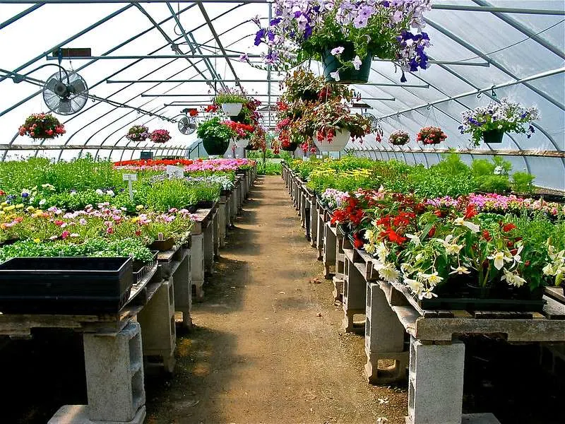 Greenhouse with flowers, plants on plant rack