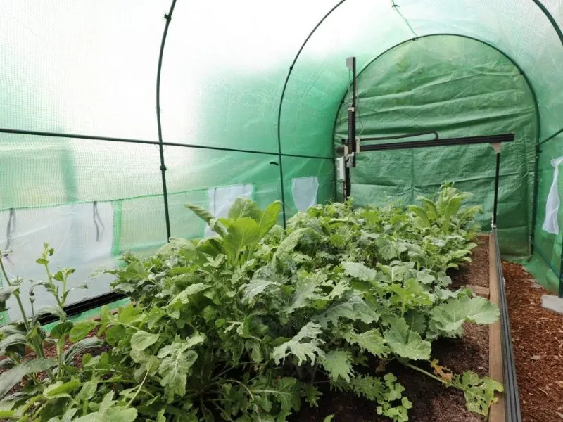 Greenhouse with plants