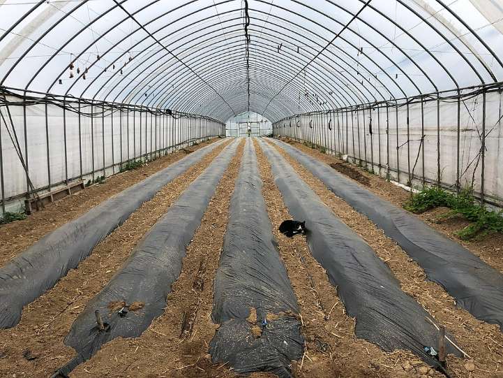 Greenhouse with a plastic sheet
