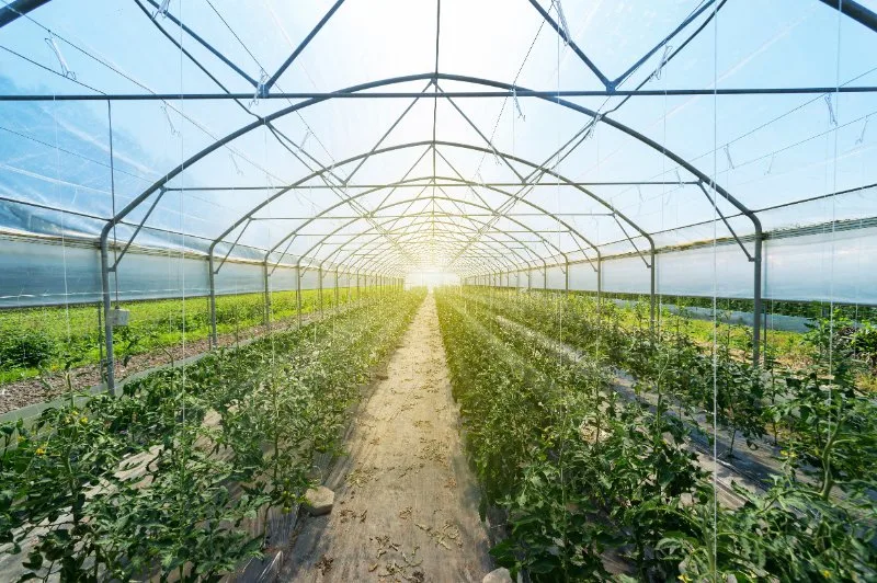 plants grown in greenhouse