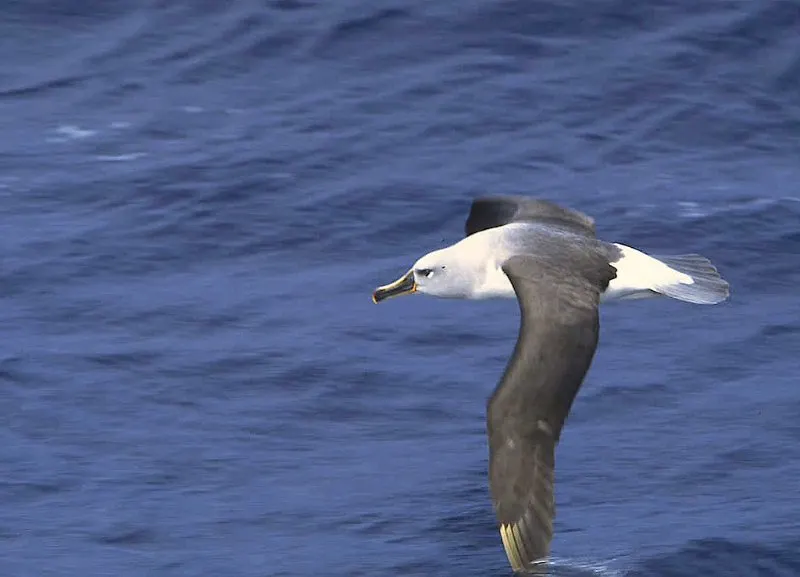 Flying Grey-Headed Albatross