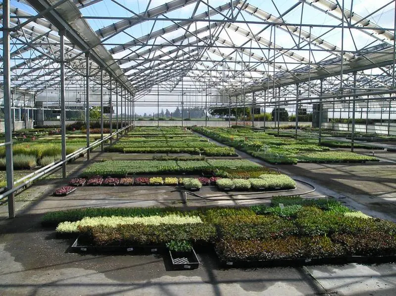 Hot water heating greenhouse