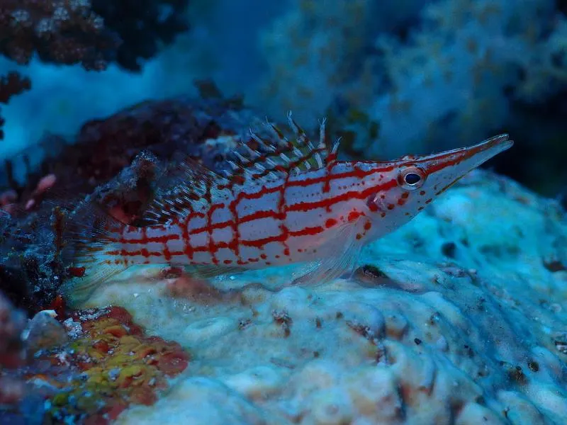 Is a Fish an Animal? Here's What You Need to Know 19 Longnose Hawkfish