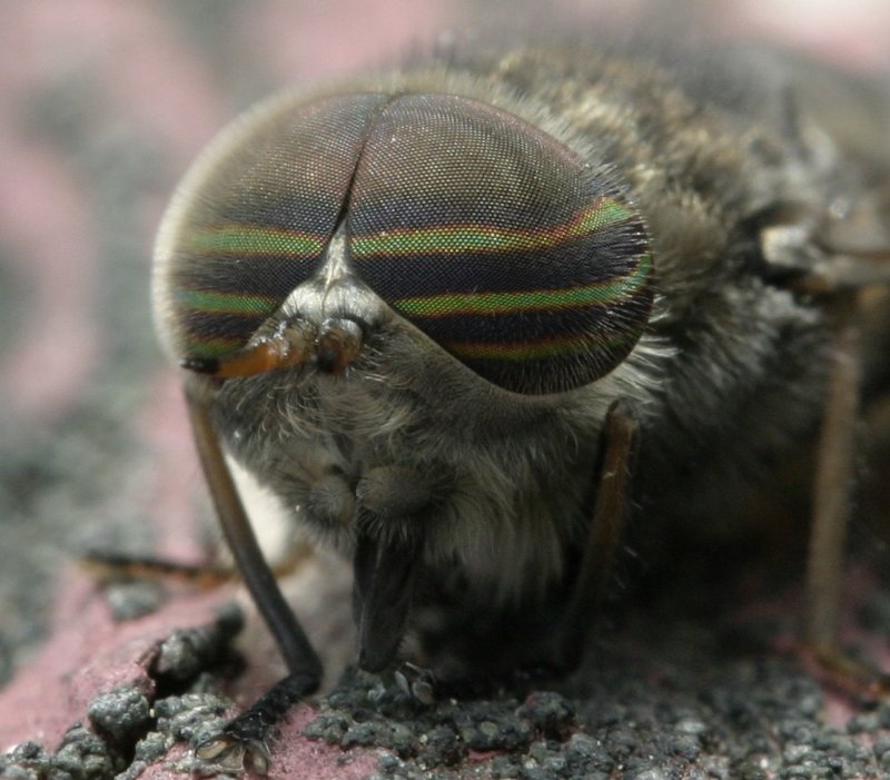 Face of a Male Horsefly