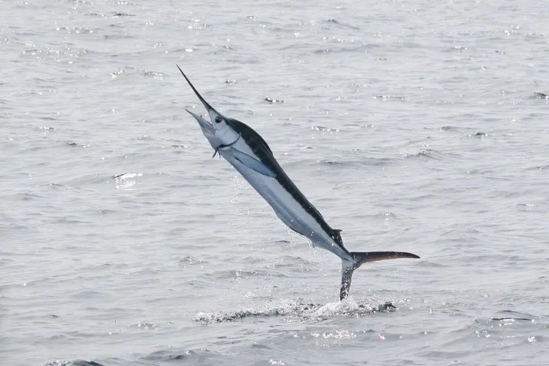 16 Fastest Animals in the World 9 Marlin Out of the Water