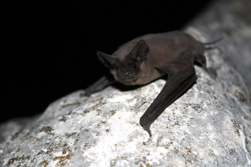 Mexican Free-Tailed Bat on a Rock