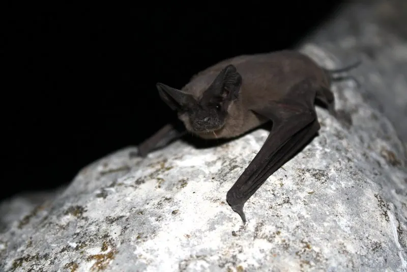 16 Fastest Animals in the World 13 Mexican Free-Tailed Bat on a Rock