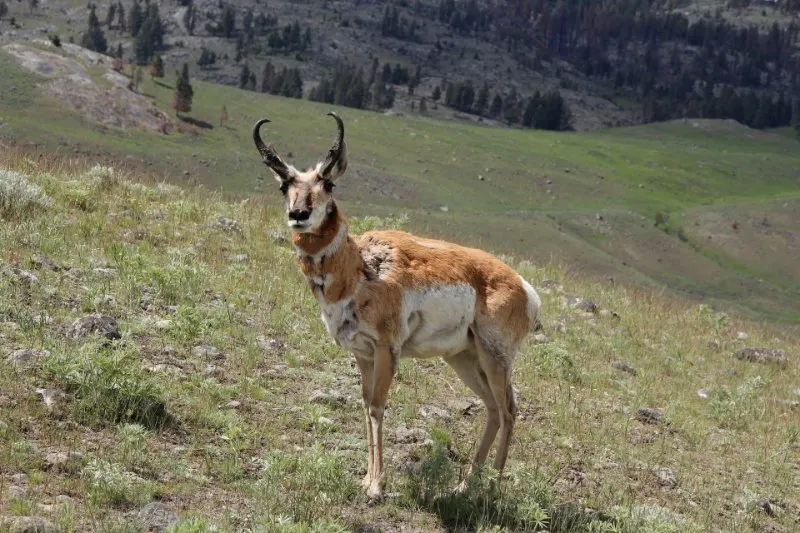 Pronghorn Antelope in the Wild
